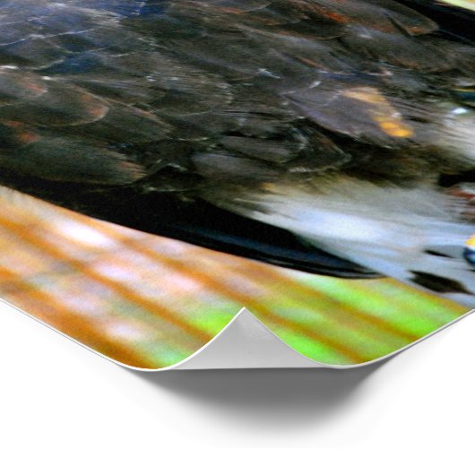 Harris Hawk Bird of Prey Poster (Hoek)