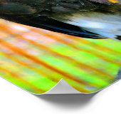 Harris Hawk Bird of Prey Poster (Hoek)