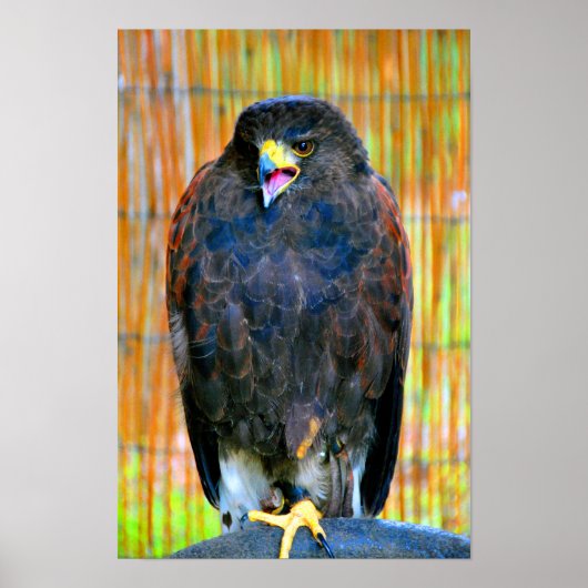 Harris Hawk Bird of Prey Poster (Voorkant)