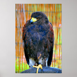 Harris Hawk Bird of Prey Poster