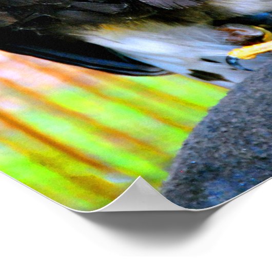 Harris Hawk Bird of Prey Poster (Hoek)