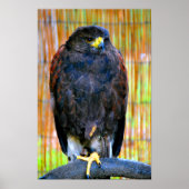 Harris Hawk Bird of Prey Poster (Voorkant)