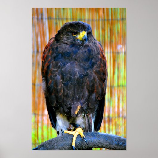 Harris Hawk Bird of Prey Poster (Voorkant)