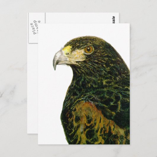Harris Hawk Briefkaart (Voorkant / Achterkant)