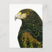 Harris Hawk Briefkaart (Voorkant)