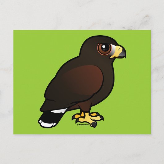 Harris Hawk Briefkaart (Voorkant)