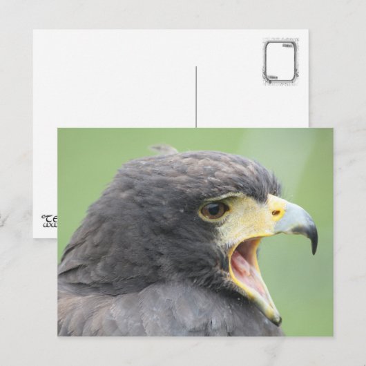 Harris Hawk Briefkaart (Voorkant / Achterkant)