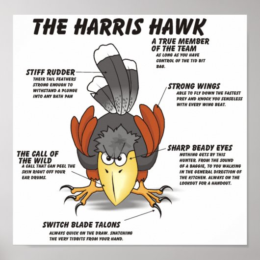 Harris Hawk Cartoon Poster (Voorkant)
