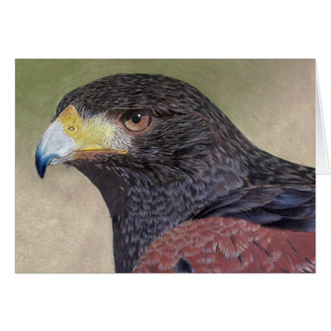 Harris Hawk-cp (Voorkant Horizontaal)