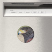 Harris Hawk-cp Magneet (Insitu (Vaatwasser))