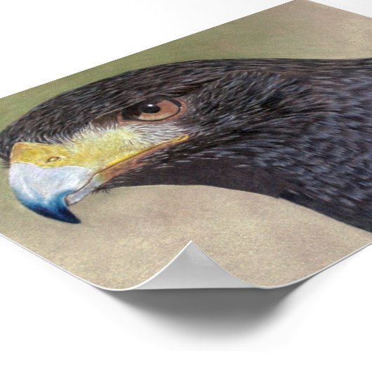 Harris Hawk-cp Poster (Hoek)