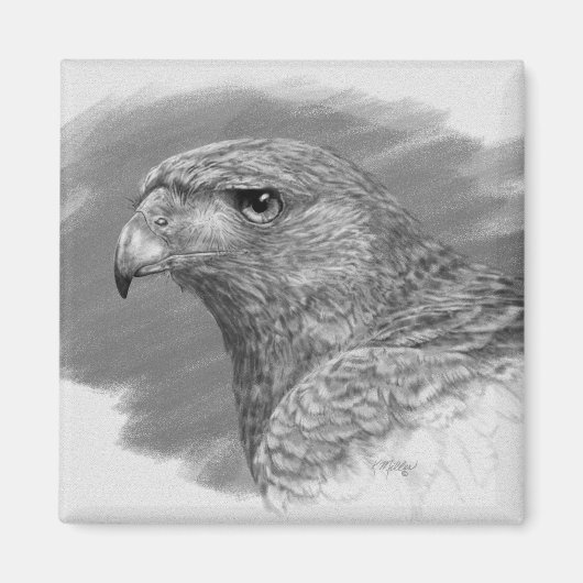 Harris Hawk Drawing Magneet (Voorkant)