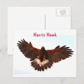 Harris Hawk Flying Briefkaart (Voorkant / Achterkant)