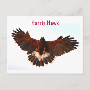 Harris Hawk Flying Briefkaart