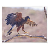 Harris' Hawk Foto Afdruk (Voorkant)