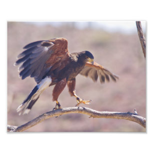 Harris' Hawk Foto Afdruk