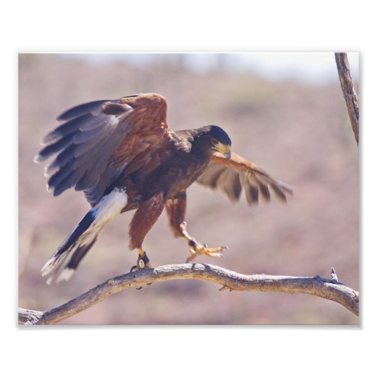 Harris' Hawk Foto Afdruk (Voorkant)
