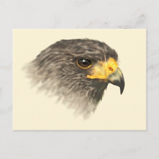Harris Hawk - Gemengd Middelgroot Briefkaart (Voorkant)