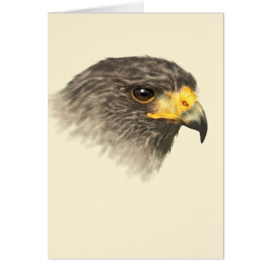 Harris Hawk - Gemengde middelgrote (Voorkant)