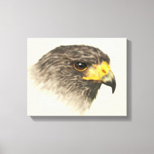 Harris Hawk - Gemengde middelgrote Canvas Afdruk
