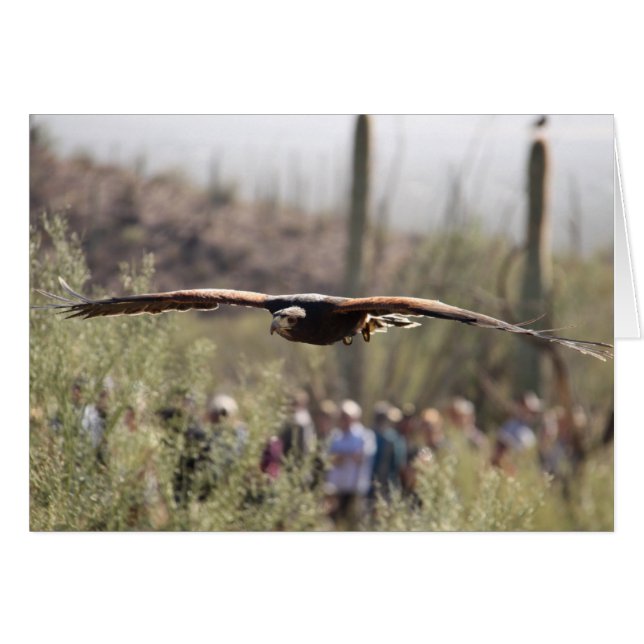 Harris Hawk in vlucht (Voorkant Horizontaal)