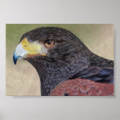Harris Hawk kleurpotloden Poster (Voorkant)