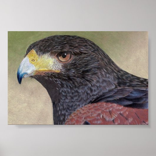 Harris Hawk kleurpotloden Poster (Voorkant)