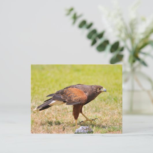 Harris Hawk loopt op gras Briefkaart (Staand voorkant)