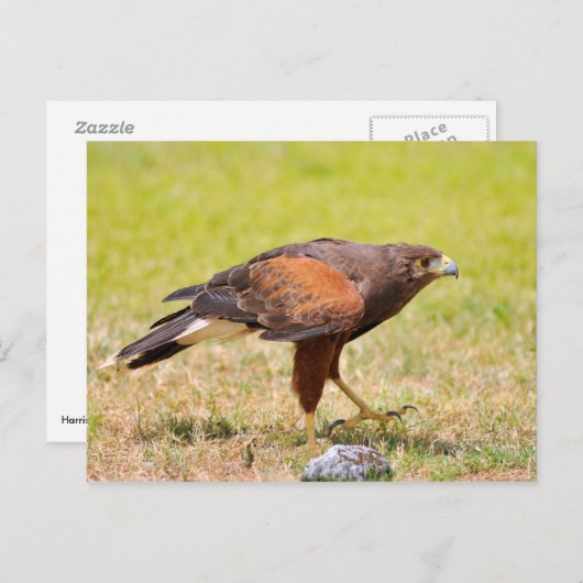 Harris Hawk loopt op gras Briefkaart (Voorkant / Achterkant)