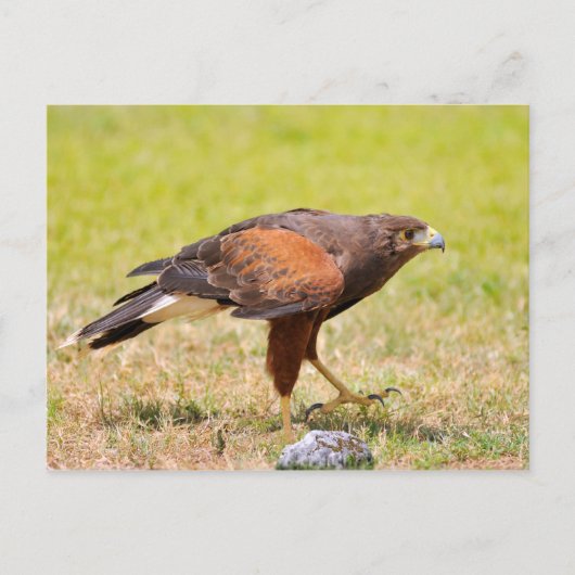 Harris Hawk loopt op gras Briefkaart (Voorkant)