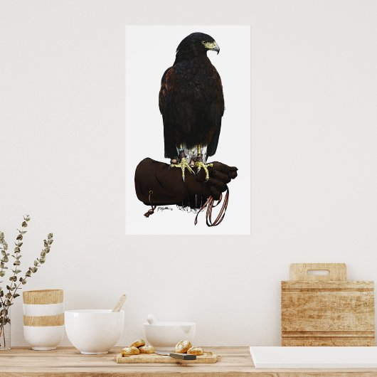 Harris Hawk op Glove Poster (Keuken)