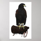 Harris Hawk op Glove Poster (Voorkant)