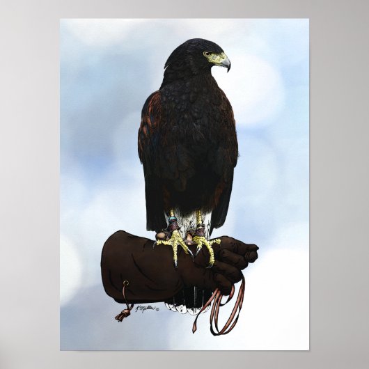 Harris Hawk op Glove Poster (Voorkant)