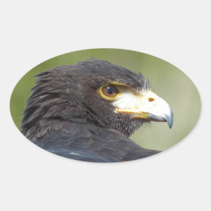 Harris Hawk Ovale Sticker
