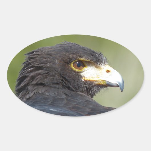 Harris Hawk Ovale Sticker (Voorkant)