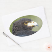 Harris Hawk Ovale Sticker (Envelop)