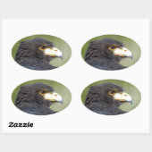 Harris Hawk Ovale Sticker (Vel)