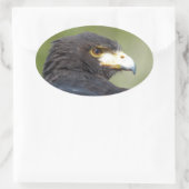 Harris Hawk Ovale Sticker (Tas)