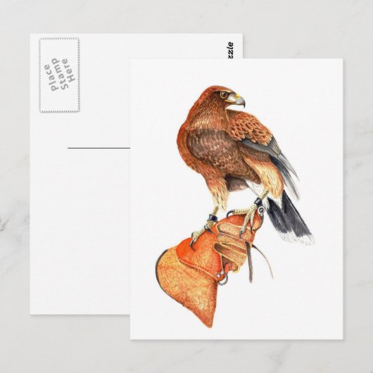 Harris hawk over Glove briefkaart (Voorkant / Achterkant)