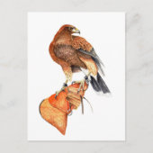 Harris hawk over Glove briefkaart (Voorkant)