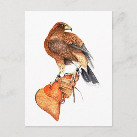 Harris hawk over Glove briefkaart (Voorkant)