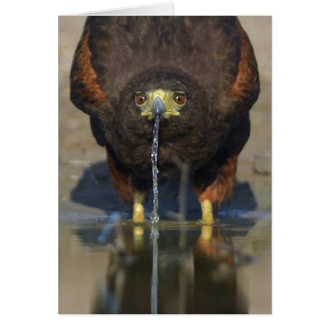 Harris Hawk Parabuteo unicinctus (Voorkant)