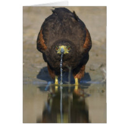 Harris Hawk Parabuteo unicinctus