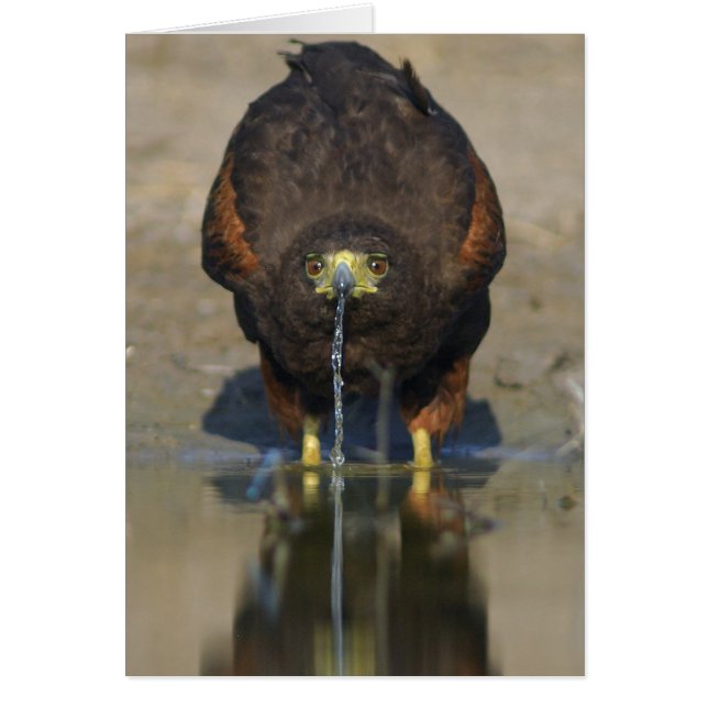 Harris Hawk Parabuteo unicinctus (Voorkant)