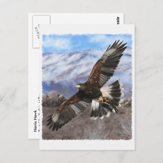 Harris Hawk- pastel Briefkaart (Voorkant / Achterkant)