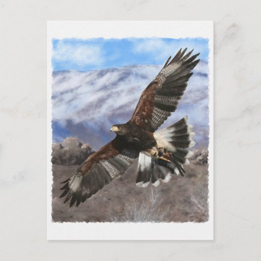 Harris Hawk- pastel Briefkaart (Voorkant)
