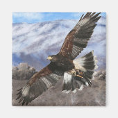 Harris Hawk- pastel Magneet (Voorkant)