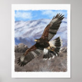 Harris Hawk- pastel Poster (Voorkant)