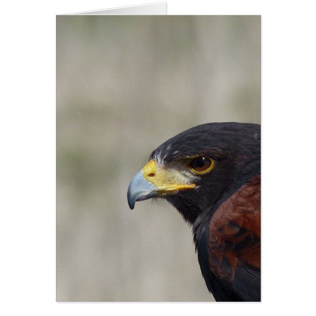 Harris Hawk Portrait (Voorkant)