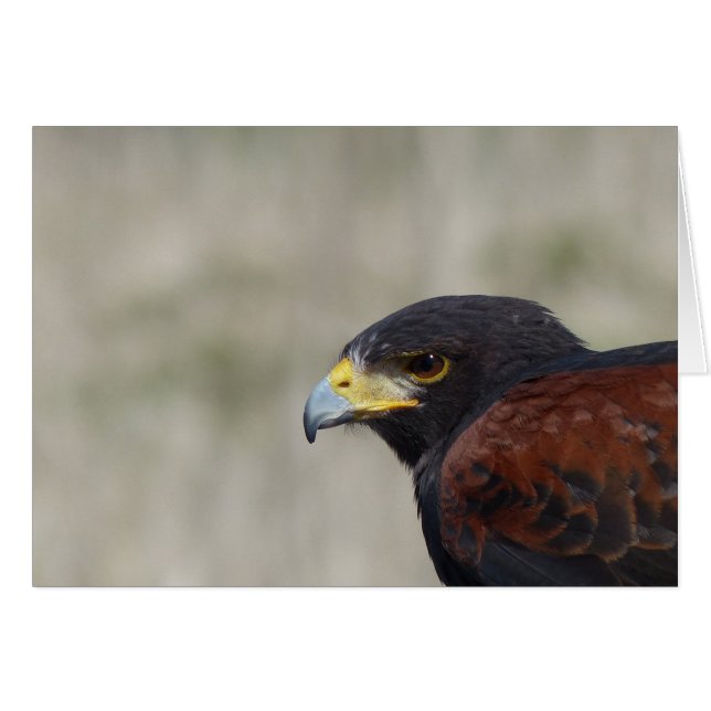 Harris Hawk Portrait (Voorkant Horizontaal)